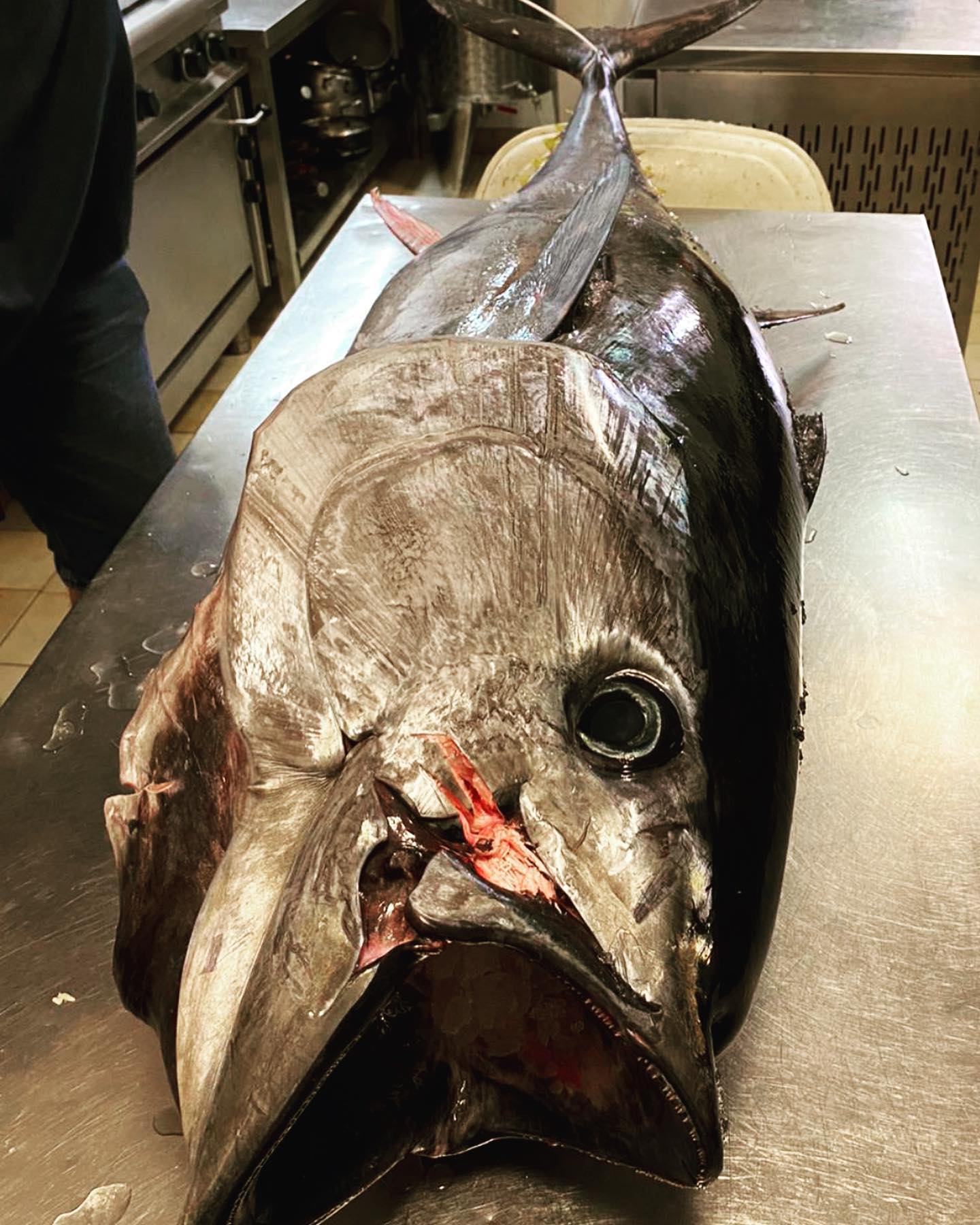 Catch of the day – bluefin tuna!