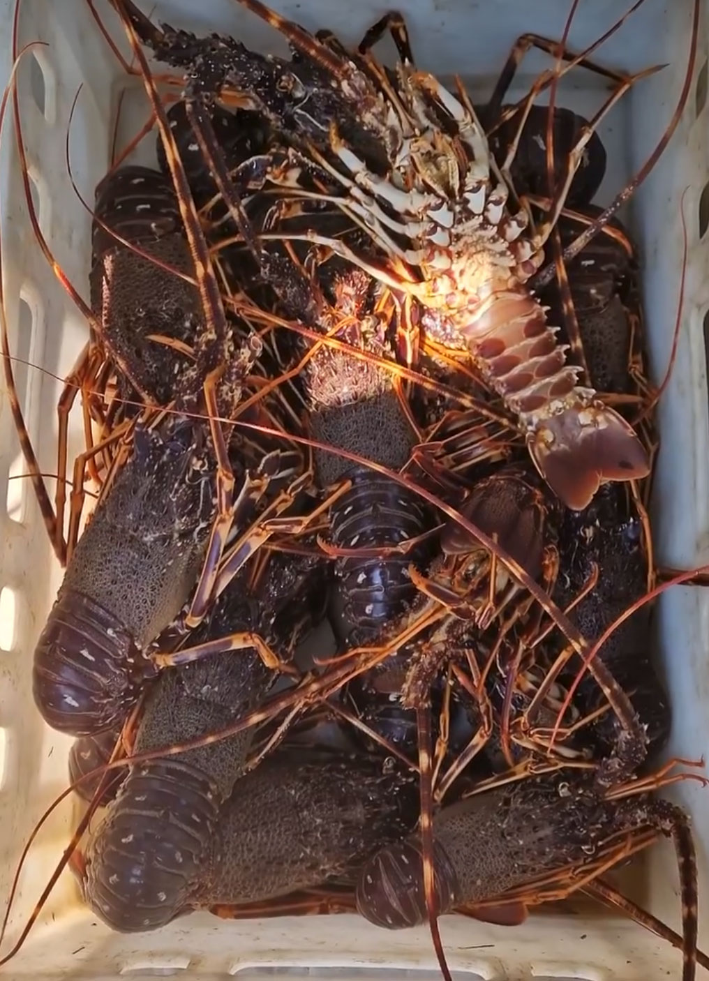 Lobsters